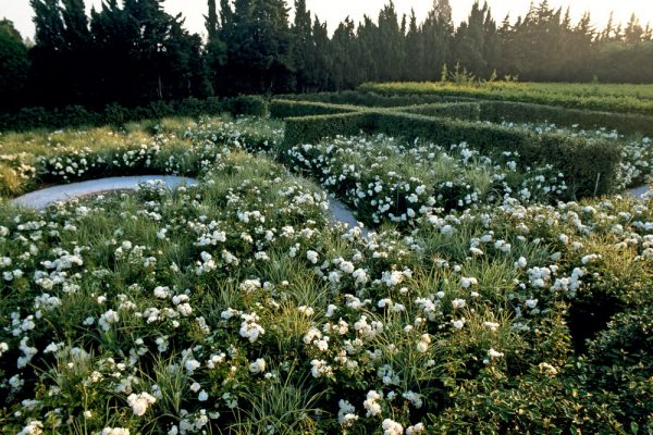 L’Oeuvre au blanc Rosa ‘ Iceberg’  Miscanthus sinensis variegataJardin de l’Alchimiste 13 France